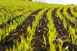 Al via la vendita di 7.700 ettari di terreni della Banca Nazionale delle Terre agricole di Ismea