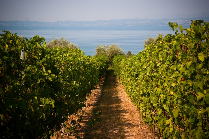 I vigneti affacciati sul Lago di Garda del Bardolino, che ora punta sui suoi Cru, La Rocca, Montebaldo e, Sommacampagna