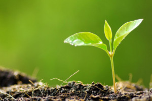 Si dichiarava bio, ma usava erbicidi e diserbanti: Icqrf e Carabineri svelano truffa agroalimentare