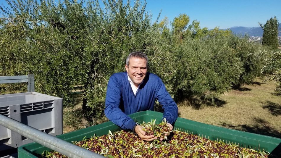 Sempre più produttori di vino producono anche olio, come Marco Caprai, a Montefalco, terra di Sagrantino