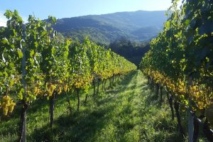 Oiv, il mondo vitivinicolo in numeri: superfici vitate, produzione, consumi e mercato