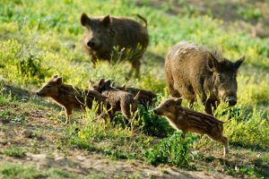 Animali selvatici, il Ministro Centinaio: &ldquo;pi&ugrave; squadre, caccia pi&ugrave; aperta e poi nei ristoranti&rdquo;