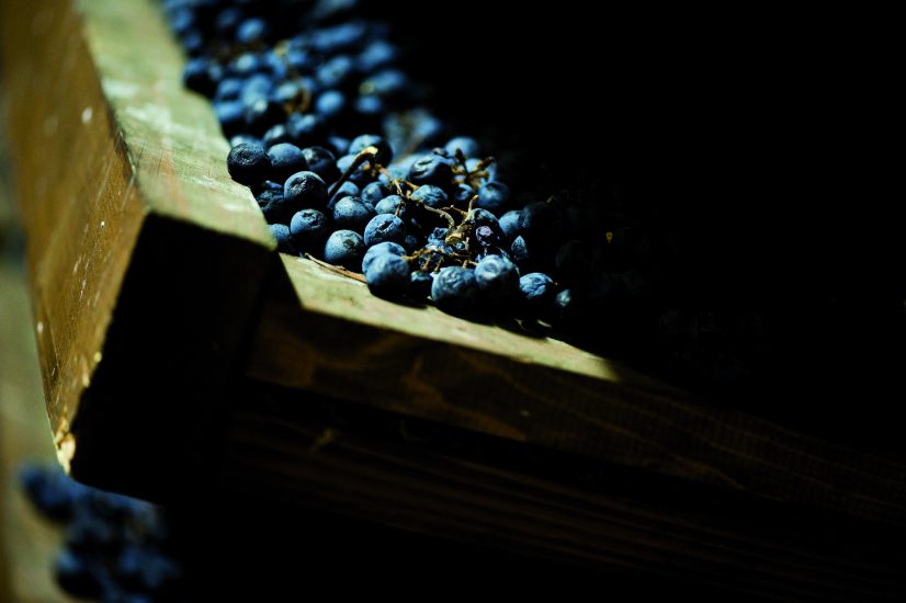 Le uve per l’Amarone di Villa de Buris in appassimento