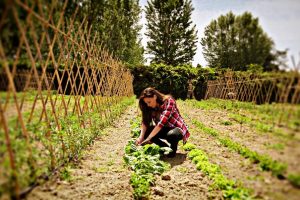 Agricoltura in rosa: secondo Coldiretti, in Italia, 1 azienda agricola su 4 è gestita da donne Agricoltura in rosa: secondo Coldiretti, in Italia, 1 azienda agricola su 4 è gestita da donne