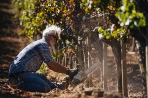 La vigna non si ferma, il lavoro e la formazione cambiano, e si fanno smart. Parla Marco Simonit La vigna non si ferma, il lavoro e la formazione cambiano, e si fanno smart. Parla Marco Simonit