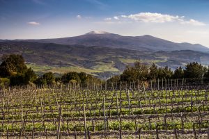The top vineyards in Italy with stellar prices: from Barolo to Brunello, and more
