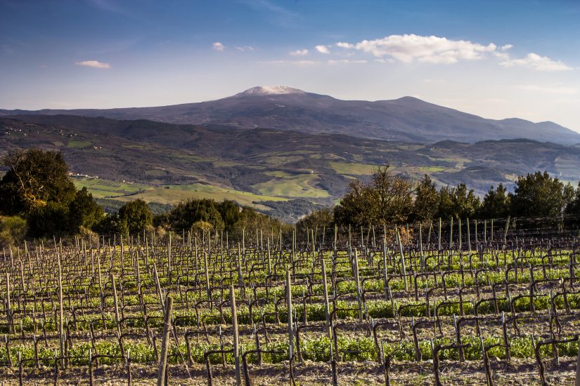 I vigneti della cantina Mastrojanni a Montalcino, con vista sul monte Amiata