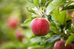 Melannurca Campana Igp