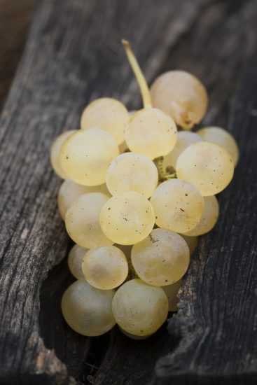 Ribolla di Oslavia verso la Doc: grappolo ©fabrice_gallina