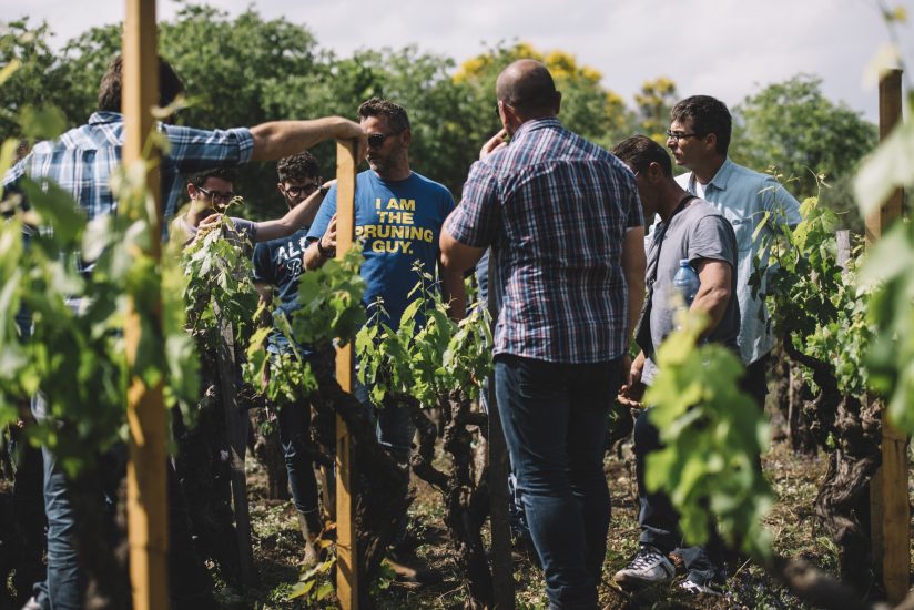 I corsi della Scuola Italiana di Potatura della Vite