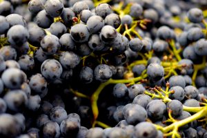 Excellent 2018 grape harvest in EU: Italy is the top wine producer