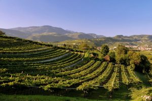 Il Monte Baldo e l’Amarone: a WineNews il professor Andrea Sbarbati e Sabrina Tedeschi Il Monte Baldo e l’Amarone: a WineNews il professor Andrea Sbarbati e Sabrina Tedeschi