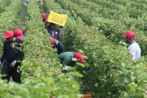 Agricoltura, prorogata al 31 luglio la scadenza dei permessi di soggiorno di aprile