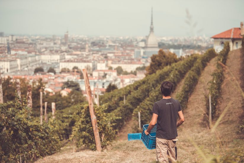 La Vigna della Regina, capofila della rete dei vigneti metropolitani, che guarda La Mole di Torino