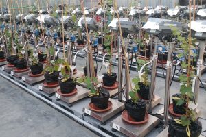 Francia e Cina, nuova alleanza per la ricerca scientifica per gestire il &ldquo;climate change&rdquo; in vigna