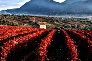 Sannio, Citt&agrave; (&ldquo;diffusa&rdquo;) europea del Vino 2019: la scelta di Recevin, le Citt&agrave; del Vino d&rsquo;Europa