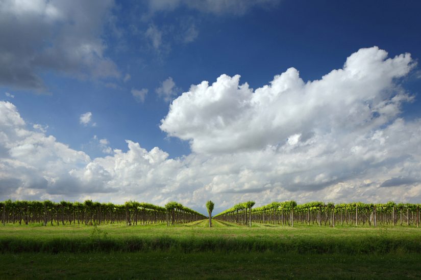 Oltre 900 ettari di vigneti per Genagricola