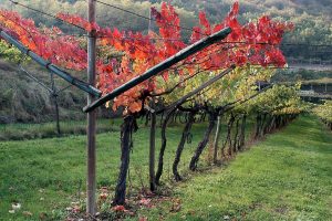 Il Marzemino, cantato da Mozart, unico vino a vantare anche un Premio al miglior vigneto