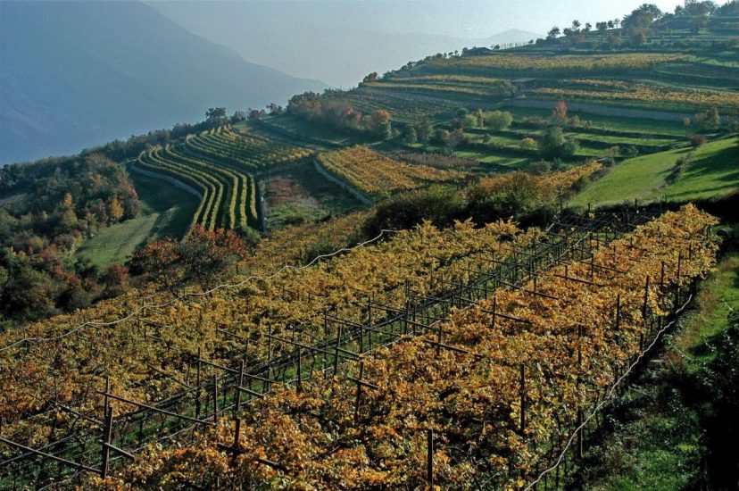 I vigneti del Marzemino (ph F. Badocchi) e il vincitore