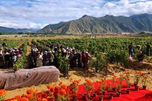 Il vigneto più alto del mondo è in Tibet: 67 ettari vitati a 3.563,31 metri sul livello del mare