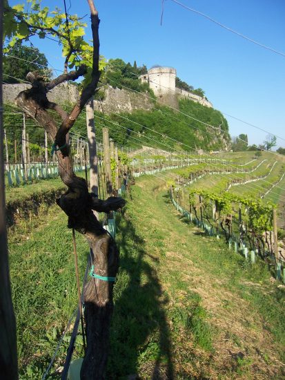 Il vigneto urbano di Brescia