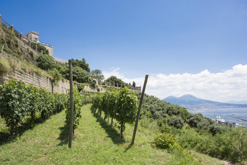 Il vigneto urbano di Napoli