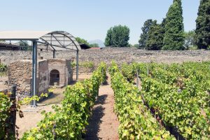 Tra vino e cultura, tra storia e futuro: il progetto enoico “Villa dei Misteri” di Pompei