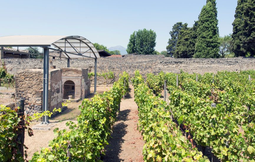I vigneti dentro agli scavi archeologici di Pompei