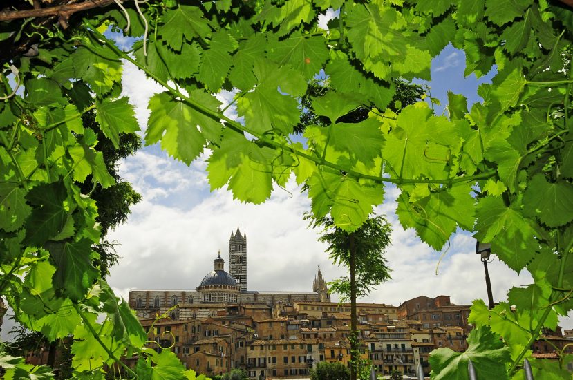 I vigneti urbani di Siena
