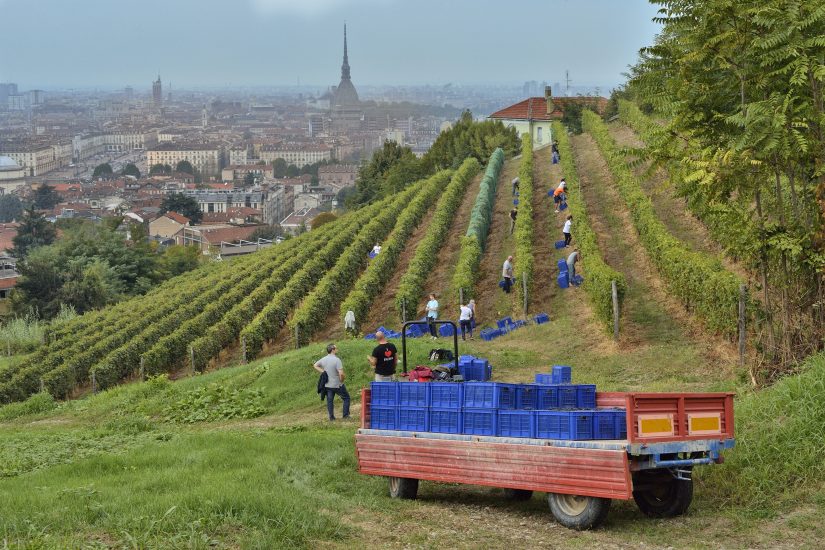Il vigneto urbano di Torino, la Vigna della Regina