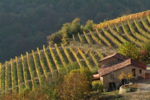 Arriva il decalogo per il matrimonio perfetto tra vino e paesaggio