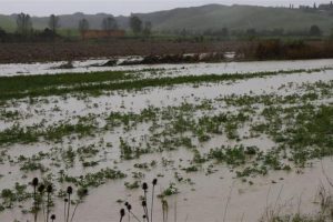 Maltempo, stato di calamit&agrave; per l&rsquo;agricoltura e immediata verifica dei danni: lo chiede Coldiretti