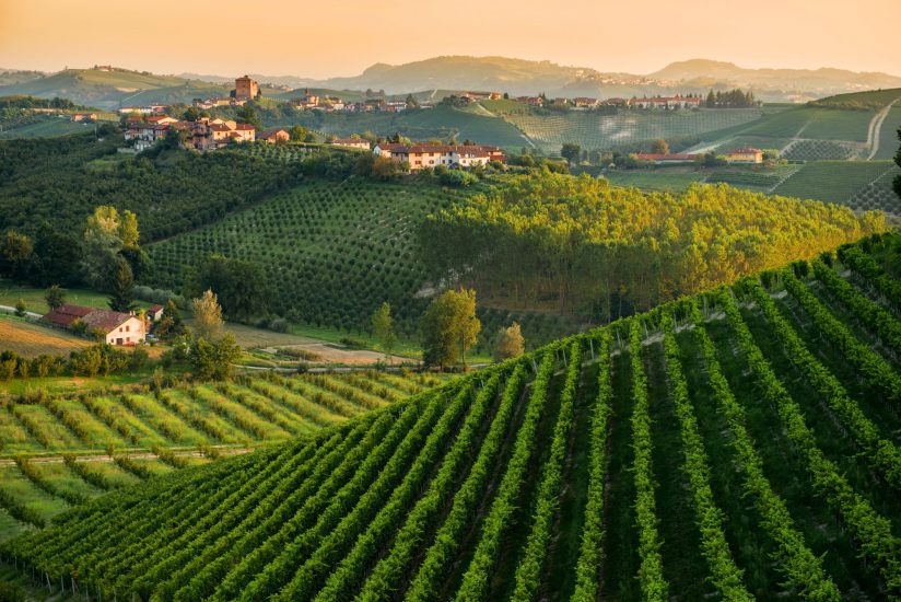 I filari del Monferrato