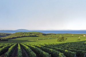 Albi dei vigneti, Tuscany says ok to the 190 hectares required by Doc Bolgheri