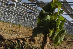 In Francia, nel Roussillon, il primo vigneto fotovoltatico, nei terreni di Domaine de Nidol&egrave;res