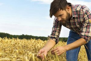 Le imprese agricole in Italia funzionano meglio se sono guidate da giovani: i dati Nomisma