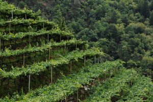 Dove non c’è cooperazione del vino, competitiva, si perde vigneto: lo studio Wine Monitor-Nomisma Dove non c’è cooperazione del vino, competitiva, si perde vigneto: lo studio Wine Monitor-Nomisma