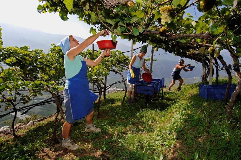 Vendemmia nei vigneti di Terlano 