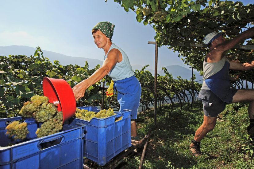Vendemmia nei vigneti di Terlano ,donne e uomini al lavoro 