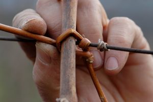 Coronavirus, anche i parenti (fino al sesto grado) nelle campagne