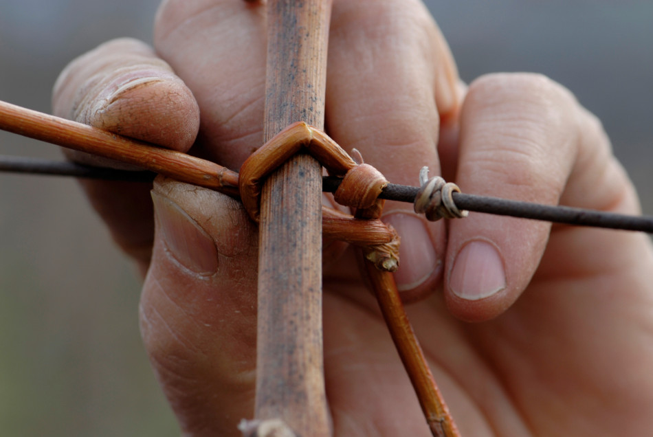 Il lavoro in vigna