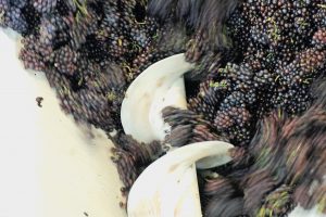 36.8 million hectolitres of wine in Italian cellars, 22% in Veneto, 51.5% with a Denomination