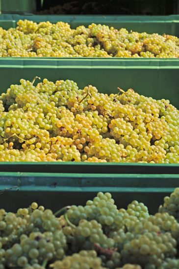Casse piene d’uva cantina di Terlano 
