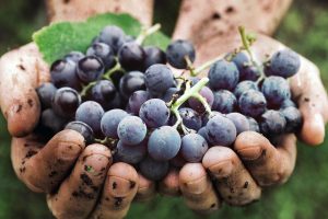 Cooperative del vino, l’obiettivo è la sostenibilità ambientale, sociale, economica ed etica Cooperative del vino, l’obiettivo è la sostenibilità ambientale, sociale, economica ed etica