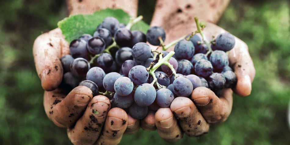 Il valore etico e sociale delle cooperative del vino