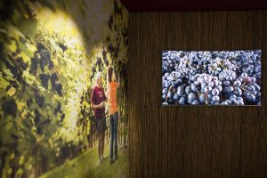 At Tenuta Canova, during the Masi Wine Experience, the Best of Wine Tourism Award 2019