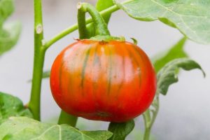 Melanzana Rossa di Rotonda Dop