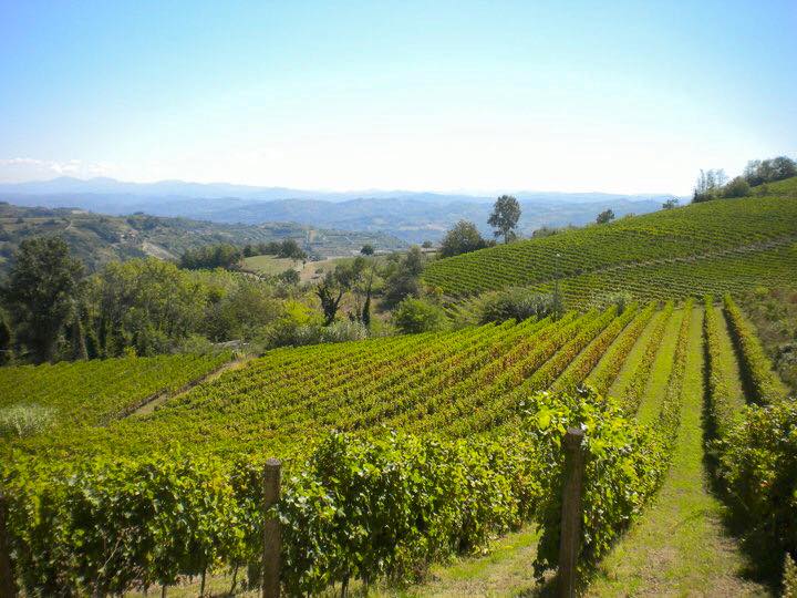 Filari nel Monferrato