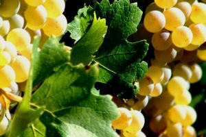 “Muscat du Monde”: tre Moscato italiani tra i migliori del mondo
