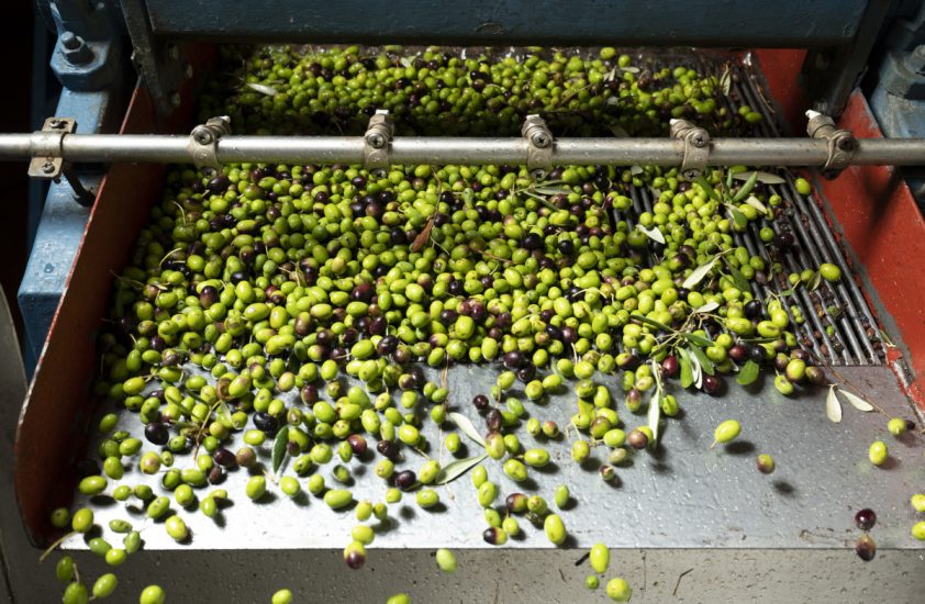 La raccolta e la lavorazione delle olive